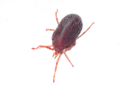 Balaustium