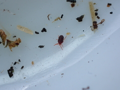 Balaustium