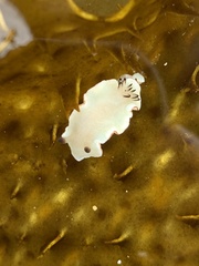 Glossodoris angasi