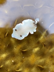 Glossodoris angasi