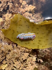 Hypselodoris bennetti