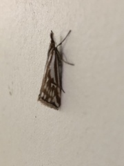 Hednota pleniferellus