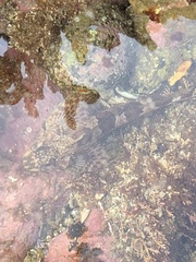 Lepidoblennius