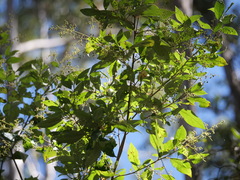 Trymalium odoratissimum