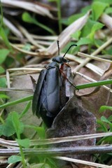 Lytta aenea