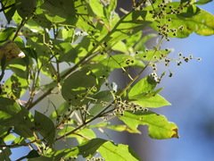 Trymalium odoratissimum