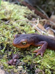 Taricha sierrae