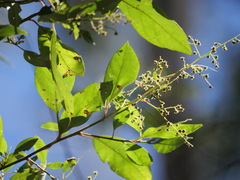 Trymalium odoratissimum