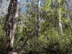 Trymalium odoratissimum