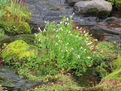 Epilobium luteum