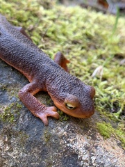 Taricha sierrae
