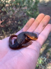 Taricha sierrae