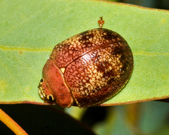 Paropsis carnosa