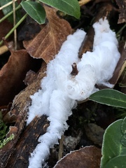 Vuilleminia comedens