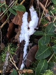 Vuilleminia comedens