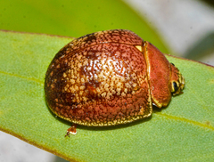Paropsis carnosa