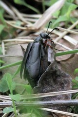 Lytta aenea