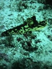Notodoris gardineri