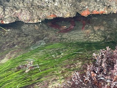 Taliepus nuttallii