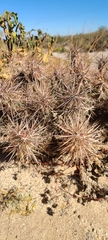 Grusonia kunzei