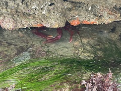 Taliepus nuttallii