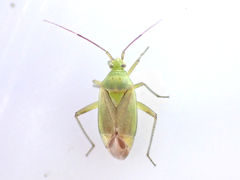 Closterotomus
