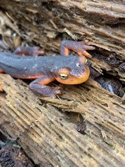 Taricha sierrae