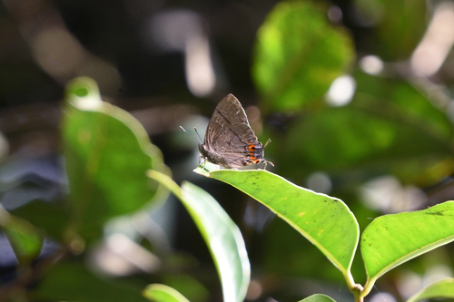 Tajuria discalis