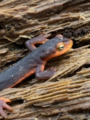 Taricha sierrae