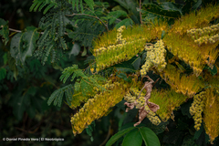 Combretum fruticosum