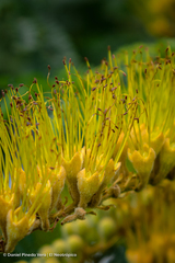Combretum fruticosum