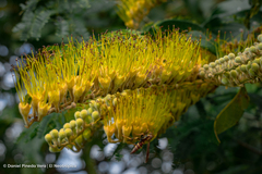 Combretum fruticosum