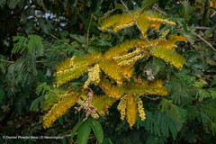 Combretum fruticosum
