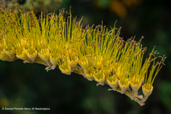Combretum fruticosum