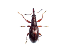 Neocyba metrosideros