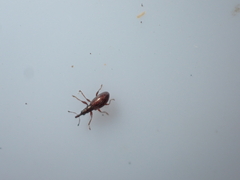 Neocyba metrosideros