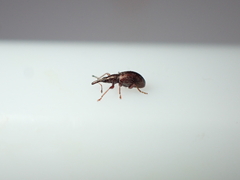 Neocyba metrosideros