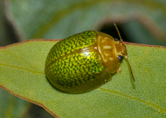 Paropsisterna