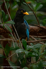 Cyanocorax yucatanicus