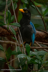 Cyanocorax yucatanicus
