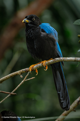 Cyanocorax yucatanicus
