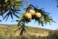 Juniperus oxycedrus subsp. badia image