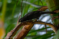 Amblycercus holosericeus