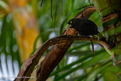 Amblycercus holosericeus