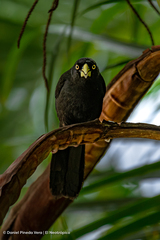 Amblycercus holosericeus