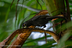 Amblycercus holosericeus