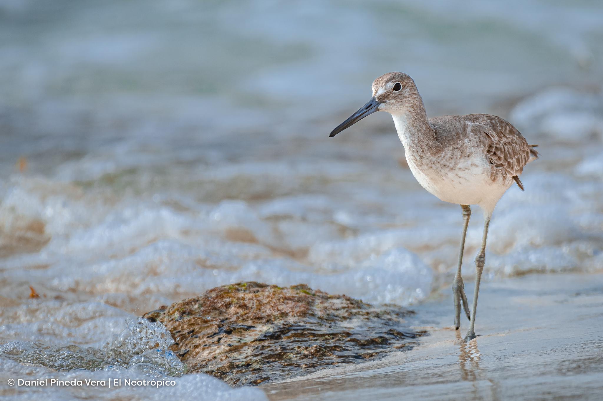 Willet (Tringa semipalmata)