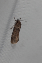 Spodoptera cilium