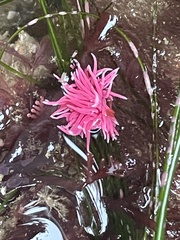 Okenia rosacea