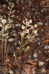 Lepidium phlebopetalum